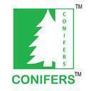Photo of Conifers