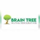 Photo of Brain Tree